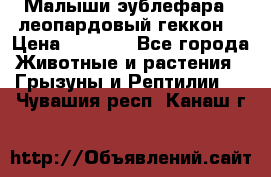 Малыши эублефара ( леопардовый геккон) › Цена ­ 1 500 - Все города Животные и растения » Грызуны и Рептилии   . Чувашия респ.,Канаш г.